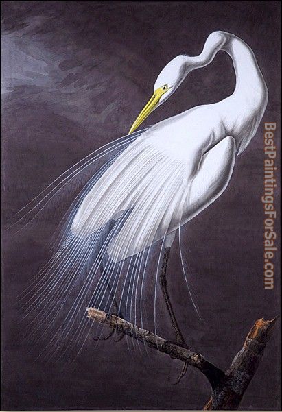 John James Audubon Paintings for sale